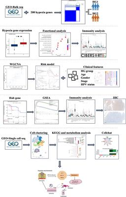 Establishment of a prognostic model for hypoxia-associated genes in OPSCC and revelation of intercellular crosstalk